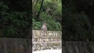 Softly, softly, catchee&nbsp;monkey#monkey#monkey #eating #monkeybaby#nature#natural #naturelovers