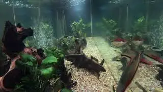 Mesmerizing Aquarium Time-Lapse | Community Fish Tank Dinner Feeding in 4K