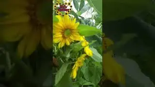Sunflower part 2🌼🌼