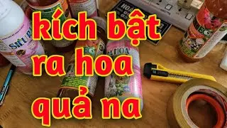 hd115. thuốc k&iacute;ch bật ra hoa đậu nhiều quả na
