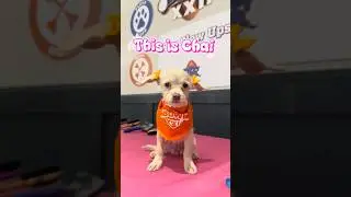 Root for Chai on Team Ruff! 🧡🏈 #adoptstrays #dogs #puppybowl #shorts