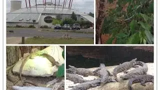 🚘 La Plan&egrave;te des Crocodiles