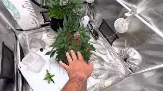 Should I pull it and put In a Critical Plus?