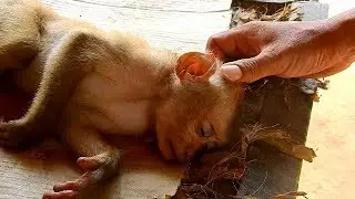 Poor Orphan Axel Sleep Well When Cameraman Massage | Axel Look so Pity