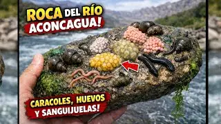 BIODIVERSIDAD EN ROCAS DEL RIO ACONCAGUA 