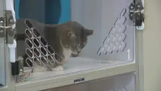 Hamilton County Humane Society Adoption Drive