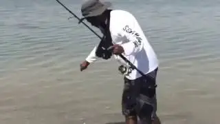Barracuda