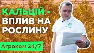 Як впливає кальцій на плоди та як вносити кальцій? Норми внесення. Хвороби. Агроном 24/7