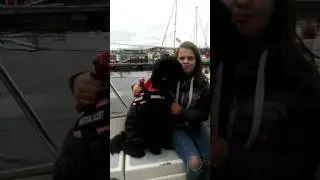 Diabetic alert dog first time on boat. :)