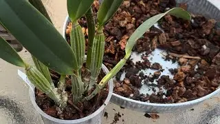 Transplantando  orquídeas diferentes mesclas de sustrato