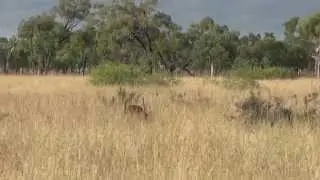 Don't get to close to a Rusa Stag