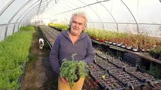 Come coltivare l'assenzio