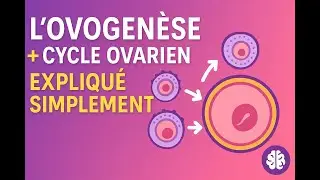 L'ovogen&egrave;se et le cycle ovarien