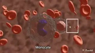 blood cells under microscope - 3D
