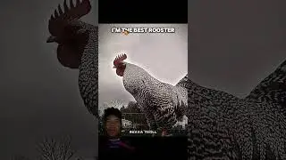 Rooster sound. #chicken #trolledit #rooster #funny #hen #ayam #troll #trendingshorts #trollface
