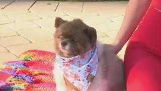 Dog-friendly yoga in San Diego