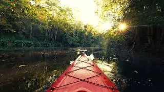 POV: Relaxing Kayak Ride Through the Australian Rainforest/Eucalyptus Forest