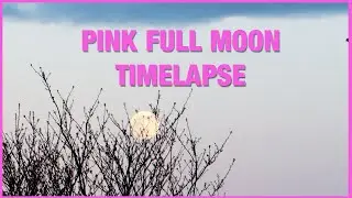 PINK FULL MOON 2021- TIMELAPSE#shorts