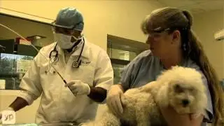 Luv-N-Care Animal Hospital PA Veterinarians in Orlando
