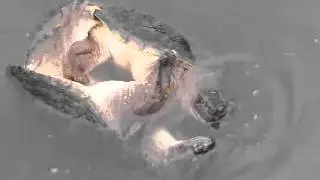 Snapping turtles mating