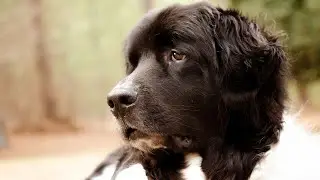 The Amazing Strength of the Newfoundland Dog: Myths and Facts