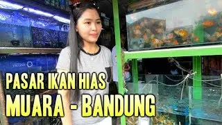 Pasar ikan hias Muara bandung