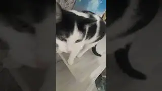мяу мяу мяу🐱🐱🐱🐱🐱🐱🐱🐱🐱🐱🐱🐱🐱🐱🐱🐱🐱🐱🐱🐱🐱🐱🐱🐱🐱