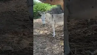 Donkey meeting happey mod !#shortvideo