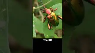 Beautiful tiny Bug - Frog Beetle Ultra Macro | Forest Sound ASMR Bugs #macrophotography