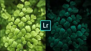 Dark Green Editing in Lightroom Mobile
