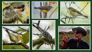 Storm Front Warblers!   4K