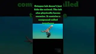 7FACTS ABOUT OCTOPUS|#shortsvideo#shorts#shortsyoutube#facts#octopus#heart#ink#brain#blue#blueblood