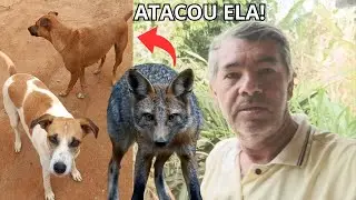 ESSA NOITE A BRIGA FOI FEIA DA RAPOSA COM A CARAMELO