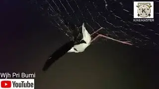 Berburu burung @Belibis mnggunakn jaring d serang burung ganggang bayam+burung koak