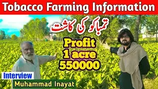 Tobacco Farming Information, تمباکو کی کاشت, Interview Muhammad Inayat, Punjab, Pakistan