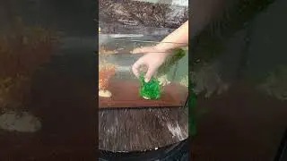 Делаю домик для рыбки 🐠 🛖 #шортс #рыба #video #аквариум #карась