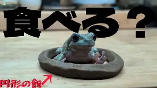 【検証】餌を円形にしてカエルを囲ったらどういう反応をする？