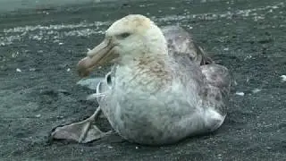 Brown Skuas and Giant Petrels, Gold Harbour, South Georgia