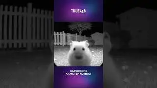 ЧТО ЗА БИЗНЕС, С*КА?🐹 #truelab #мемы #truecoin #crypto
