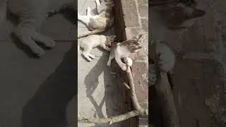 cat group।#cat #cats #mother #childhood #children #playing #fun #funnyvideo #catlovers #joy #shorts
