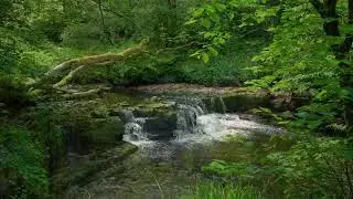 Whispers of the Forest Stream | Peaceful Nature Sounds & Gentle Wildlife Harmony 🌿🦌🎶
