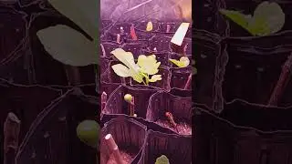 Indoor Fig Project Week 5 .  Fig Cuttings update from @Mullein_Eater 