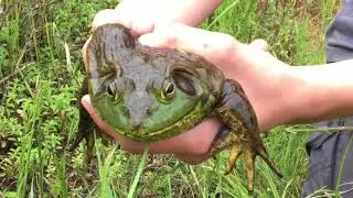 Bullfrog Catch n Cook