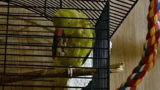 The parrot is petting and cleaning itself on its feet❤️👀🦜