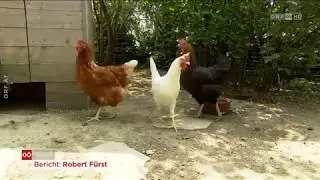 Streit um Tiere im Wohngebiet ORF Ober&ouml;sterreich heute
