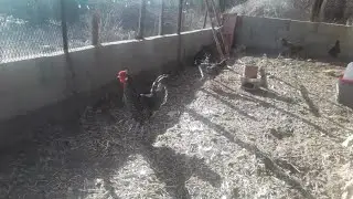 كنت مشغول 👈 بنيت كوري ديال الدجاج البلدي 🐓 ب 2300 درهم 💵 من أجل انتاج البيض 🥚