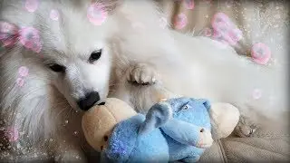 Happy Pup with His First Birthday Gift