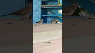 @lovly bird's ###short@@viral @@thedarkliger##Manish saini🦚🦚🦚🪴🌲🌲🌲