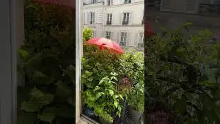 Париж Балкон Зонт Солнце Гортензия Сад парижанка #paris #париж #flowers #балкон #май #цветы