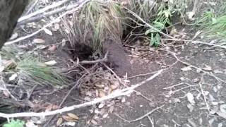 Hidden Burrows Video022